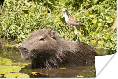 Produktbild von MuchoWow® Poster Ein Wasserschwein sitzt im Wasser mit einem Vogel darauf 120x80 cm - Bilder