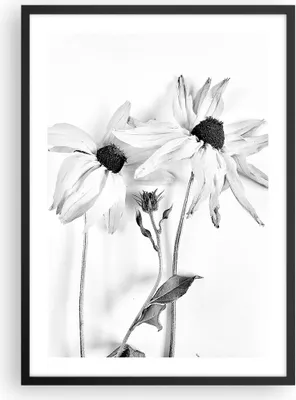 Produktbild von Gerahmtes Poster - Schwarzer Rahmen - Verwelkt Blumen Monochrom - 50x70 cm - Wand Bild - Wanddeko - Wandbilder - Kunstposter - Wandposter - Bilderrahmen - Bilder - Kunstdruck - P2BPA50x70-4737