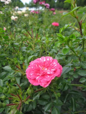 Produktbild von Rosa Knirps ® - Stammrose Knirps ® - Kordes Rose - ADR Rose