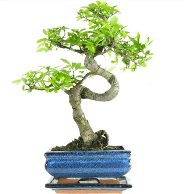 Produktbild von Bonsai Baum mit Keramik Blumentopf - Ligustrum, Ficus, Carmona, Podocarpus, Chinese elm - ca. 6-9 Jahre (15 cm Schale ca. 6 Jahre, Chinese elm P15 S)