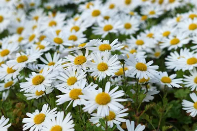 Produktbild von 6000 Samen Wiesen Margerite Leucanthemum vulgare Wild Blume Bienenmagnet Schmetterlinge Garten