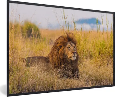 Produktbild von MuchoWow® Gerahmtes Poster Männlicher Löwe zwischen dem hohen Gras im Serengeti-Nationalpark 90x60 cm - Poster mit Schwarzem Bilderrahmen Wandposter Rahmen Foto Bilder - Fotorahmen - Foto-Plakat