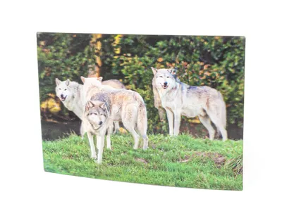 Produktbild von 3 D Ansichtskarte Wölfe, Wolf  Postkarte Wackelkarte Hologrammkarte Tier