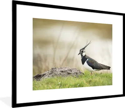 Produktbild von MuchoWow® Gerahmtes Poster Vogel - Gras - Tiere - Natur - Kiebitz 80x60 cm - Poster mit Schwarzem Bilderrahmen Wandposter Rahmen Foto Bilder - Schlafzimmer-Dekorationen - Fotoposter