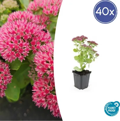 Obrázek produktu pro Rozchodník 'Herbstfreude' – nenáročná trvalka – 9cm květináč – sada 48 rostlin