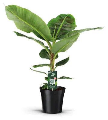 Productafbeelding van JUNAVERA Musa Dwarf Cavendish bananenplant | potmaat 21 cm | 105 cm hoog