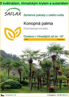 Obrázek produktu pro SAFLAX Garden to go - konopná palma - Chamaerops excelsa - 10 Semena - S květináčem, klimatickou poklicí a pěstebním substrátem