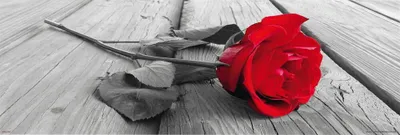 Produktbild von Blumen - Türposter - Rote Rose Colourlight