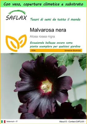 Immagine prodotto di SAFLAX Garden to go - Malvarosa nera - 100 semi - Alcea