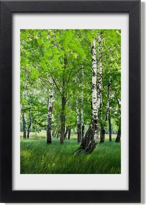 Produktbild von Bild 20x30 MDF-Rahmen, Wandkunst Birkenwald