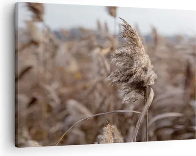Produktbild von Bild auf Leinwand - Leinwandbild - Einteilig - Boho Ähren Gras - 70x50cm - Wand Bild - Wanddeko - Wandbilder - Leinwanddruck - Bilder - Wanddekoration - Leinwand bilder - Wandbild - AA70x50-4763