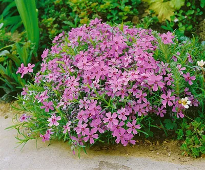 Produktbild von Phlox subulata 'Moerheimii', Teppichphlox, rosa, ca. 9x9 cm Topf