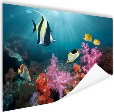 Produktbild von MuchoWow® Poster Bunte Koralle 180x120 cm - Fotoplakat
