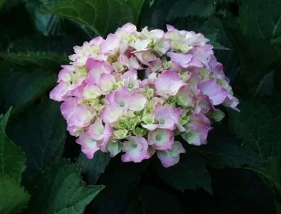 Produktbild von Bauernhortensie Bouquet Rose - Hydrangea macrophylla Bouquet Rose - Gartenhortensie