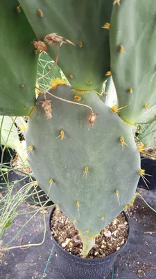 Image de Opuntia engelmannii 'Storytelling 3'