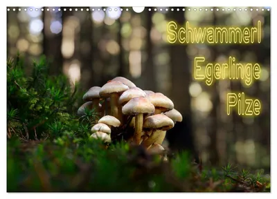 Produktbild von Schwammerl Egerlinge Pilze (Wandkalender 2027 DIN A3 quer), CALVENDO Monatskalender
