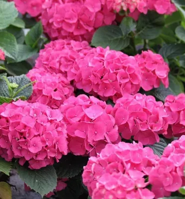 Produktbild von Bauern-Hortensie ´RED BARON´ 20-30 cm, Cont. 1,4 l