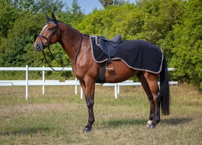 Produktbild von Equithème Polarfleece Nierendecke Polyfun