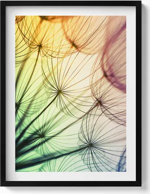 Produktbild von Zarte Pollen eines Löwenzahns– Wandbild mit Rahmen – Gerahmtes Bild  – Wanddekoration – 60x80 cm –  Schwarz Rahmen