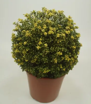 Produktbild von 1 x Ilex crenata 'Convexa‘ Kugel 30 - 40 cm (Löffel Ilex) Buxbaum Buxus Buchs Ersatz - Stauden Gänge