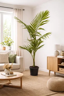 Produktbild von Alexandrapalme 160–200 cm (Archontophoenix alexandrae) – Königspalme, große Zimmerpalme, exotische Indoor Palme für Wintergarten