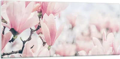 Produktbild von Bilder auf glas - Einteilig - Magnolie Blumen Rosa - 120x50cm - Glasbilder - Wandbilder - Bilder - zum Aufhängen bereit - Wanddekoration aus Glas - Glas Bilder - Wandbild auf Glas - GAB120x50-4396