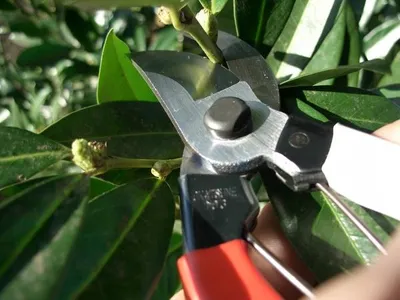 A close-up of pruning shears cutting a branch on a plant.