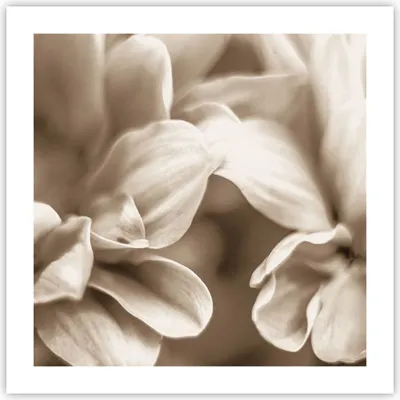 Produktbild von Poster - Poster ohne Rahmen - Blumen Boho ohne - 50x50 cm - Wand Bild - Wanddeko - Wandbilder - Kunstposter - Wandposter - Bilder - Kunstdruck - Wanddekoration - Wandbild - P2XAC50x50-4767