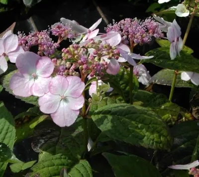Produktbild von Tellerhortensie Acuminata - Schirmhortensie - Hydrangea serrata Acuminata