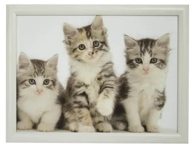 Produktbild von Mars & More Schostisch - Katzenprint - 33 x 43 cm - Schosteller