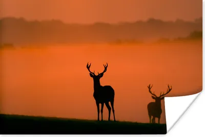 Produktbild von MuchoWow® Poster Hirsch - Scherenschnitt - Nebel 120x80 cm - Bilder