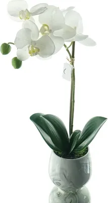 Produktbild von GASPER Schmetterlingsorchidee Weiß im Keramiktopf 36 cm - Kunstblumen
