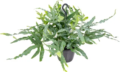 Produktbild von Bloomique - Phlebodium Blue Star - Goldtüpfelfarn - Hängepflanze - Zimmerpflanzen - Pflegeleicht - Luftreinigend - Höhe 20-30 cm - Hängetopf 17 cm