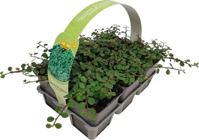 A pack of small green plants in individual pots, arranged in a tray with a handle and a large label.