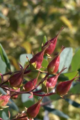 Produktbild von Hypericum kalmianum 'Gemo', Johanniskraut, gelb, 30–40 cm