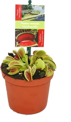 Image de Piège à mouches Vénus - Dionaea muscipula - pot de 9cm