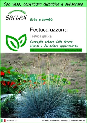 Immagine prodotto di SAFLAX Garden to go - Festuca azzurra - 50 semi - Festuca