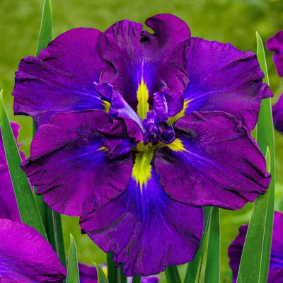 Produktbild von Schwertlilien Winterhart Mehrjährig - Iris Ensata Kollektion - 5 Wurzeln - Stauden Winterhart Mehrjährig - Nacktwurzel Pflanzen aus Holland - für Garten (kein Samen, Zwiebeln und nicht künstlich)
