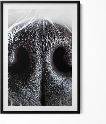 Produktbild von Nahaufnahme einer Tiernase– Wandbild mit Rahmen – Gerahmtes Bild  – Wanddekoration – 70x100 cm –  Schwarz Rahmen