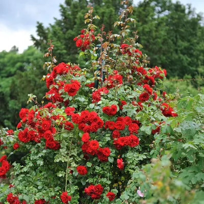 Image de Rosier grimpant Rosa Red Climber, 2 plants de 11cm, hauteur 40cm, rouge foncé