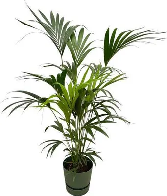 Produktbild von Kentia Palme – Forstersche Kentia – Zimmerpflanze ca. 160cm – ø30cm – inkl. Pflanzgefäß Greenville Grün – Tropische XL-Zimmerpalme für Wohnzimmer, Büro & Wintergarten