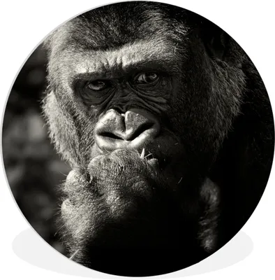 Produktbild von MuchoWow® Rundes Wandbild - Runde Bilder Tierprofil Gorilla in schwarz und weiß Ø 90 cm Kreis Wanddekoration Kunststoff - Wandkreis - Wandschmuck - Wand-Kreis - Wohnzimmer - Bild - Runde - Wanddeko - Dibond - Kunstdrucke