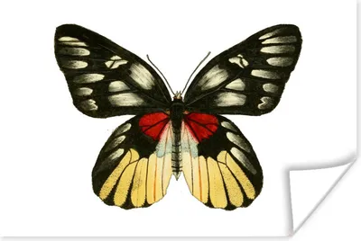 Produktbild von MuchoWow® Poster Schmetterling - Rot - Gelb 180x120 cm - Fotoplakat