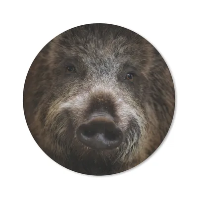 Produktbild von MuchoWow® Mauspad Mousepad Wildschwein - Tier - Schwein 20x20 cm - Mousepads - Maus Mat - Pad - Mausunterlage - Schreibtischmatte