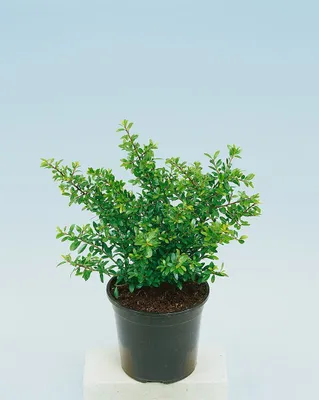 Produktbild von Ilex crenata 'Ellipta Convex', Japanische Stechpalme, immergrün, 20–25 cm