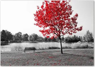 Produktbild von Tulup® Glas-Bild - 100 x 70 - Wandbild aus Glas - Wandkunst - Wandbild hinter gehärtetem Sicherheitsglas - Landschaften - Roter Baum - Rot