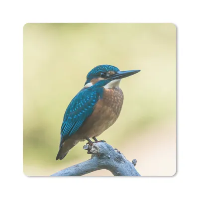 Produktbild von MuchoWow® Mauspad Mousepad Eisvogel - Zweig - Vogel 20x20 cm - Mousepads - Maus Mat - Pad - Mausunterlage - Desk Mat - Bureauartikeln