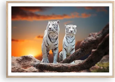 Produktbild von Gerahmtes Poster - Rahmen in heller Eiche - Tiger weiß Rock Sonnenuntergang - 100x70 cm - Wand Bild - Wanddeko - Wandbilder - Wandposter - Bilderrahmen - Bilder - Kunstdruck - P2NAA100x70-2901
