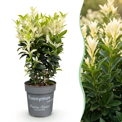Produktbild von GreenboutiQ - Heckenpflanzen - Euonymus japonica Paloma Blanca - Blatt Grün und Weiß - 8 Pflanzen - 1 Laufender Meter - Immergrün - Topf 9cm Höhe 30cm