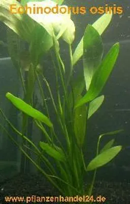 Produktbild von 1 Topf Echinodorus Osiris, Aquariumpflanzen